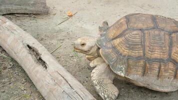 A giant tortoise is walking near a log. video