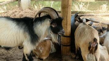 Goat with a relaxed pose video