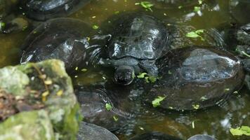 A black turtle lies floating with only its nose exposed. video