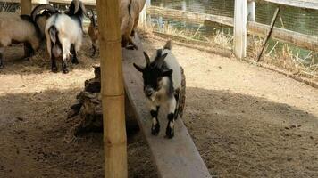 In front of the goat is standing and playing with a plank. video