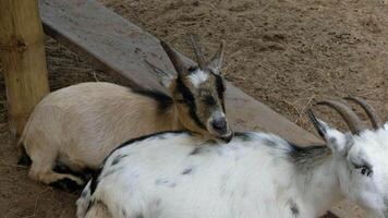 Goat with a relaxed pose video