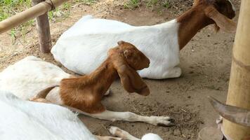 Several goats are lying on the ground. video