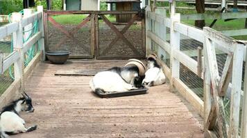 Goat with a relaxed pose video