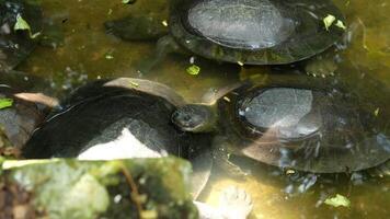 A black turtle floats underwater, avoiding the sun. video
