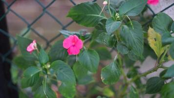 Impatiens is a genus of more than 1,000 species of flowering plants, widely distributed throughout the Northern Hemisphere and the tropics video