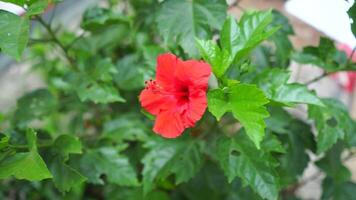 A close-up view of a vibrant Shoeblackplant or Piliostigma thonningii, showcasing its striking leaves and unique flower shape, ideal for nature enthusiasts and botanical collections. video