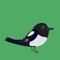 A digital illustration of a cute magpie vector
