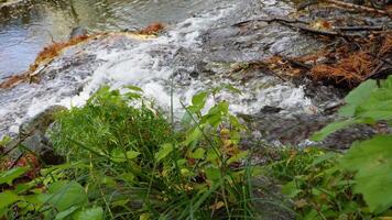 water flowing over rocks in a small stream video