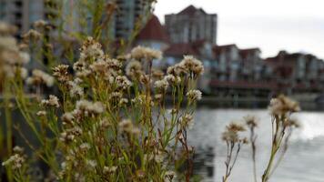 a bunch of wild flowers in front of a lake and condo building video