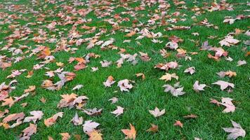 maple leaves falling on a grassy field video