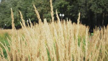 grass swaying in the wind background 4k video