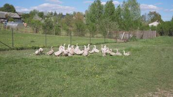 A flock of geese in a village in Russia or Belarus in summer on a meadow background 4k video
