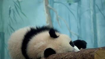 A panda bear is perched on a tree branch, calmly observing its surroundings in its natural habitat video