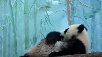 Funny panda bear cub is perched on a tree branch, looking around in its natural habitat. 4k cinematic super slow motion video