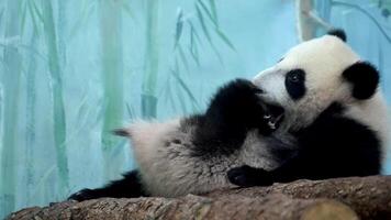 Baby panda bear cub is perched atop a tree branch, showcasing its climbing abilities and unique habitat preferences. 4k cinematic 120 fps super slow motion video