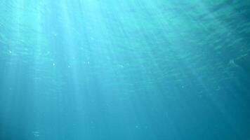 Witness a multitude of fish swimming together in the deep blue ocean, creating a mesmerizing sight with their synchronized movements video