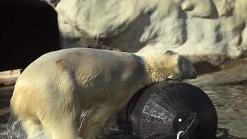 A polar bear interacts with a black ball, rolling and pawing at it in a snowy environment video