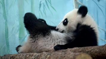Baby panda bear cub is perched atop a tree branch, showcasing its climbing abilities and unique habitat preferences. 4k cinematic 120 fps super slow motion video