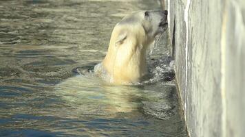 Watch a polar bear effortlessly swimming in a pool of clear water, showcasing its strength and aquatic abilities video