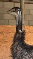 An emu standing inside its enclosure, displaying its long neck and distinctive feathers, with a curious expression. video