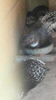Group of porcupines resting inside an enclosure, showing their quills and calm behavior video