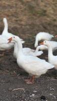 A flock of white geese walking in a rural outdoor setting, displaying their natural behavior and farm-like environment. video