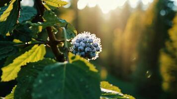 The Morning Light is Shining Brightly on a Vibrant Bloom in a Beautiful Forest Setting video