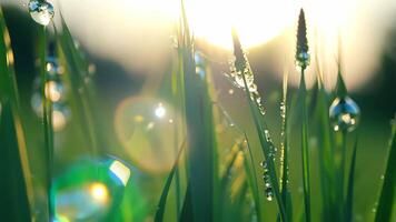 The DewKissed Grass Illuminated by the Beautiful Morning Light and Natures Splendor video