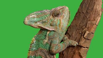 Veiled Chameleon , Chamaeleo calyptratus sits on branch and look in different directions close-up on a grey background. 4k raw Studio footage of exotic pet, animals video