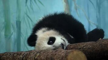 A panda bear can be seen laying on top of a tree branch in its natural habitat video