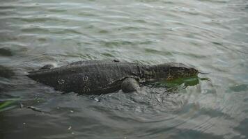 A reptile is swimming in liquid with its mouth open video