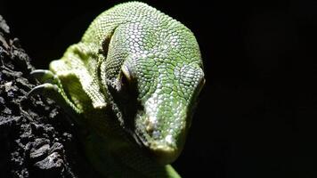 Emerald tree monitor or green tree monitor, detail - Varanus prasinus video