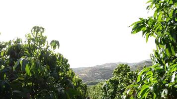 Collecting mango fruit in field tilt video