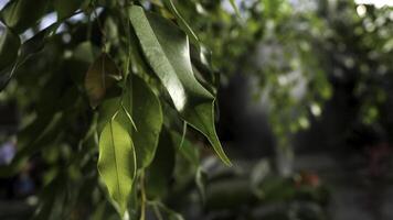 Close up for beautiful green leaves of a tree with a machine watering the plants on the background, gardening concept. Stock footage. Fresh beautiful leaves on tree branch. photo