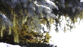 Close-up of spruce branches in snow in sunlight. Branches of blue spruce with snow are beautifully illuminated by warm sunlight in frosty winter photo