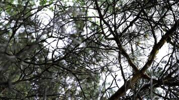Bottom view of pine tree branches on bright sky background. Stock footage. Close up for green coniferous tree branches swaying in the wind in the forest. photo