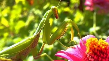 Predator preys on insects. The European mantis Mantis religiosa video