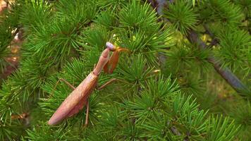 Predator preys on insects. The European mantis Mantis religiosa is a large insect in the family of the Mantidae video