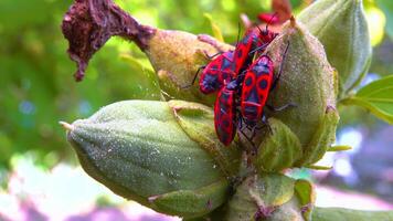The firebug Pyrrhocoris apterus- insects suck juices from mallow fruit video