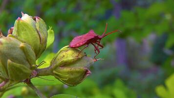 Herbivorous bug on mallow in the garden, garden pest video