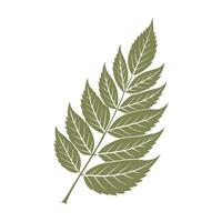 Rowan tree leaf silhouette on white background. Autumn design element. Flat style illustration vector