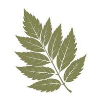 Silhouette of green rowan leaf on white background. Autumn design element. Flat style illustration vector