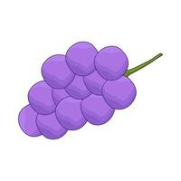 illustration of grape vector