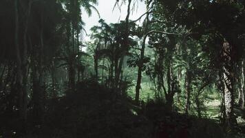Exploring the dense jungle of Vietnam with lush greenery and tall trees video
