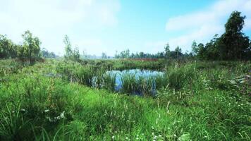Lush green wetlands on a sunny day with clear blue skies and reflective water video