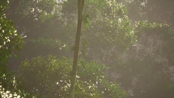 Sunlight filtering through dense jungle foliage during early morning hours video