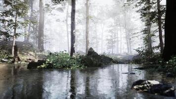 Tranquil forest with misty rain and a reflective stream at dawn video