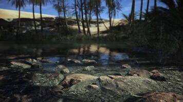Serene palms by a tranquil oasis with rocks under the clear blue sky video