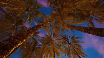 Majestic palm trees under a twilight sky in a tropical paradise video