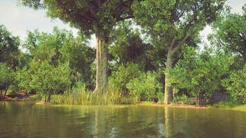 A serene forest scene with lush greenery and a calm water body at midday video